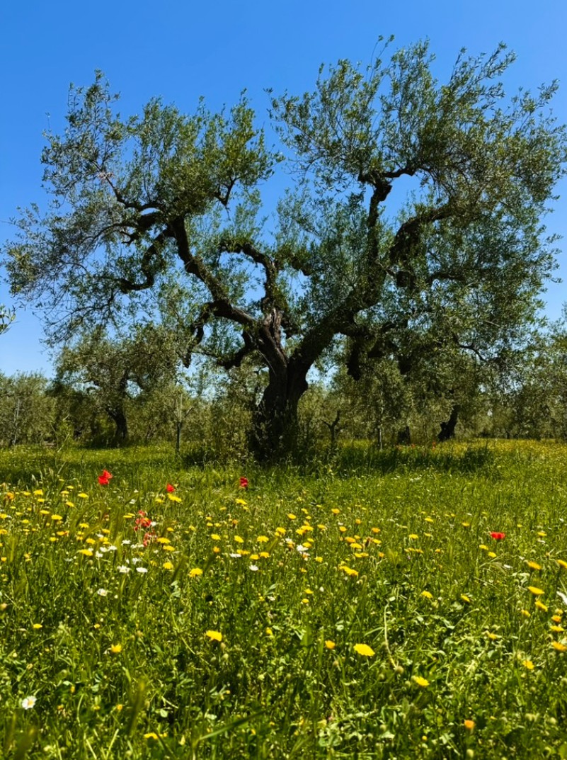 Ulivo secolare e prato fiorito nell'oliveto Zemò