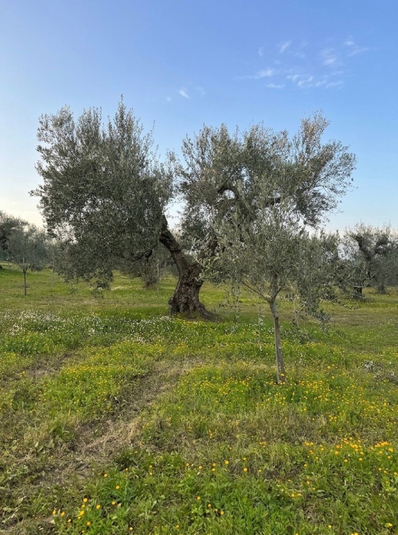Ulivo secolare e nuova pianta nell'oliveto Zemò